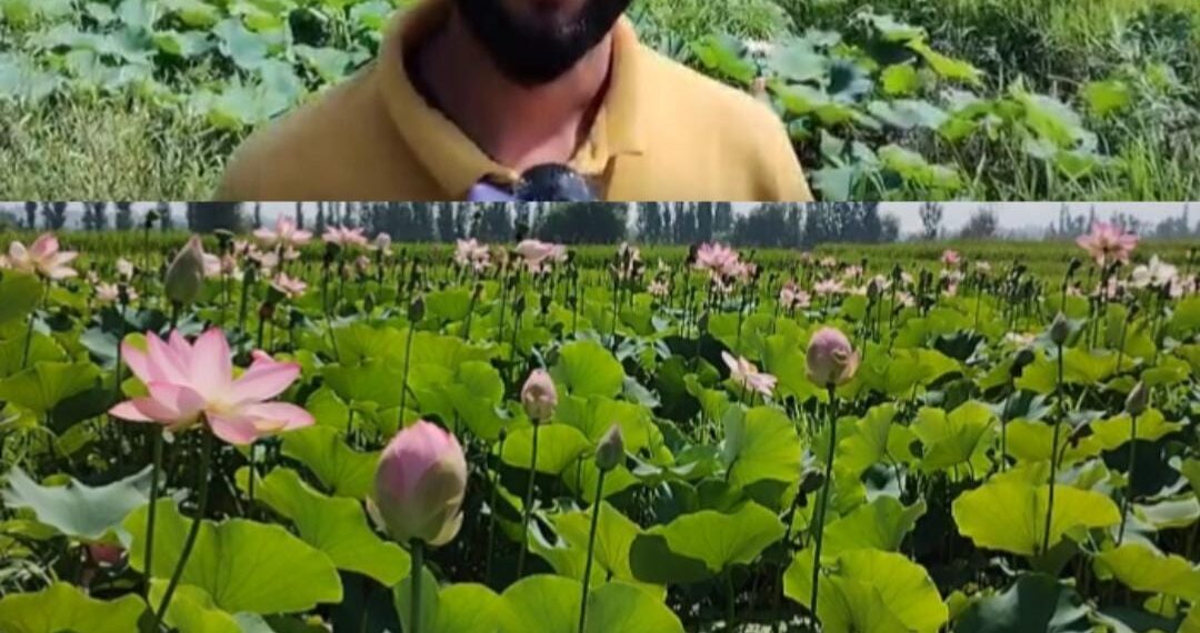 Budgam Farmer Cultivates Nadru on Waterlogged Land Without Govt Aid