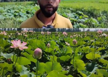 Budgam Farmer Cultivates Nadru on Waterlogged Land Without Govt Aid