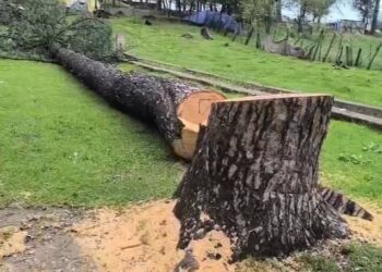 FIR Registered Over Illegal Felling of 50-Foot Deodar Tree Inside Shopian School