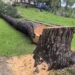 FIR Registered Over Illegal Felling of 50-Foot Deodar Tree Inside Shopian School
