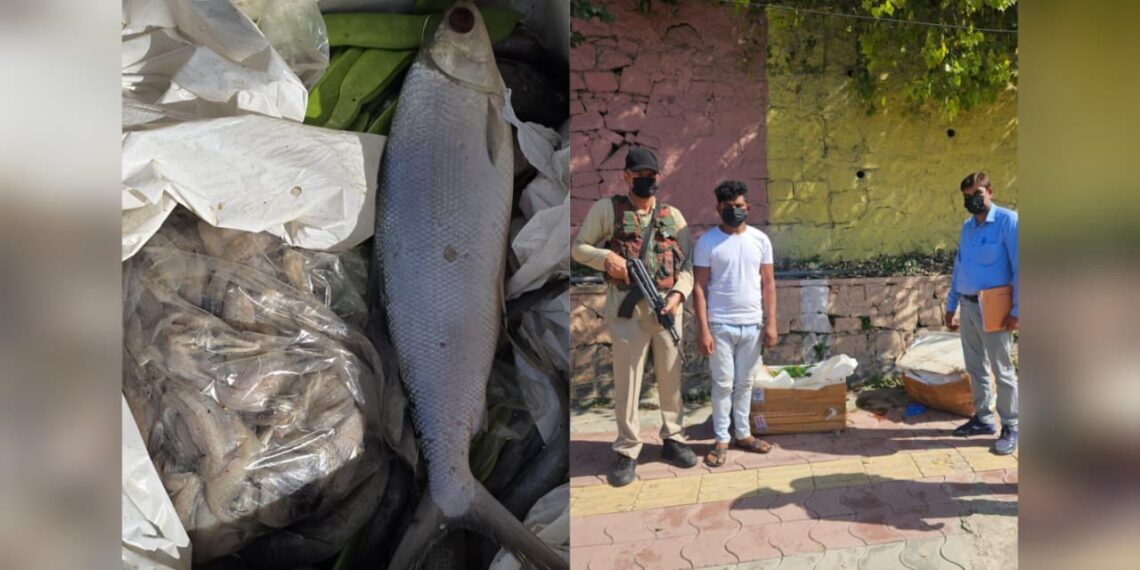 Budgam Police Seize 100 Kg Rotten Fish at Srinagar Airport, Seller Booked