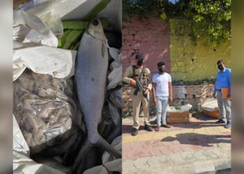 Budgam Police Seize 100 Kg Rotten Fish at Srinagar Airport, Seller Booked