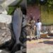Budgam Police Seize 100 Kg Rotten Fish at Srinagar Airport, Seller Booked