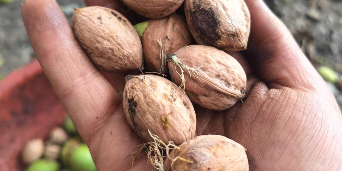 Kashmiri Kagzi Walnuts Poised for Price Rise, Farmers Eye Better Season Ahead