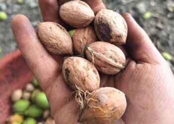 Kashmiri Kagzi Walnuts Poised for Price Rise, Farmers Eye Better Season Ahead