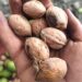 Kashmiri Kagzi Walnuts Poised for Price Rise, Farmers Eye Better Season Ahead
