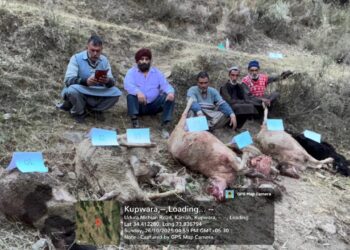 Kandi Farmer Loses Seven Animals in Early Morning Wild Animal Attack