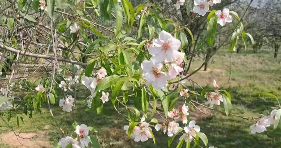 Unseasonal Bloom in Fruit Trees a Natural Response, Not Climate Change: Experts