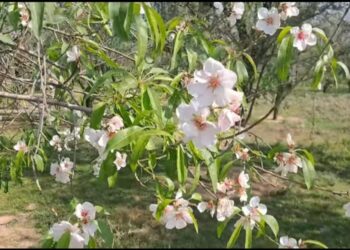 Unseasonal Bloom in Fruit Trees a Natural Response, Not Climate Change: Experts