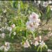 Unseasonal Bloom in Fruit Trees a Natural Response, Not Climate Change: Experts