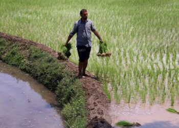 Kashmir Valley Orchards: Empowering Small Farmers Through Horticulture