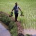 Kashmir Valley Orchards: Empowering Small Farmers Through Horticulture