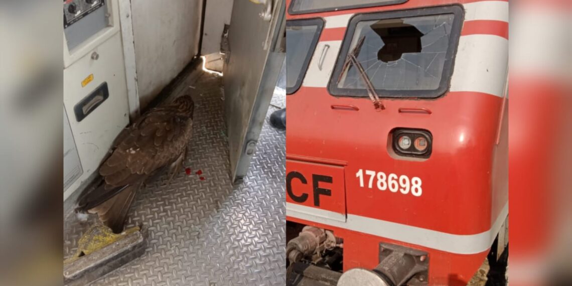 Eagle Strikes Train Between Bijbehara and Anantnag, Pilot Injured