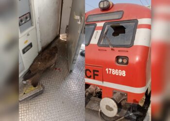 Eagle Strikes Train Between Bijbehara and Anantnag, Pilot Injured