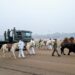 Four-Legged Guardians of the Nation to Take Centre Stage at Republic Day 2026 Parade