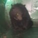 Runaway Bear Caught in Srinagar After 11 Days; Hunt On for Second One