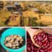 From the Fields of Budnamal to the Markets of Kashmir: The Journey of Potatoes and Rajma