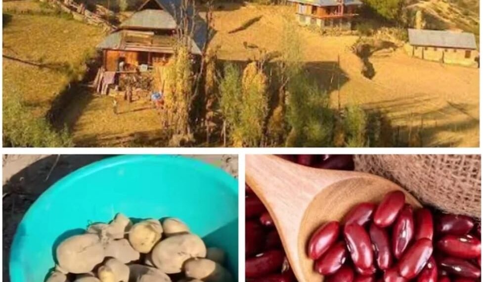 From the Fields of Budnamal to the Markets of Kashmir: The Journey of Potatoes and Rajma