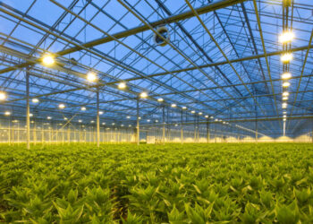 Seasonal Greenhouses: A Strategic Shield Against Changing Weather