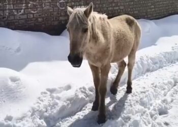 After Viral Videos, Tehsildar Shopian Orders Immediate Removal of Horses from Roads, Markets