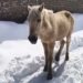 After Viral Videos, Tehsildar Shopian Orders Immediate Removal of Horses from Roads, Markets