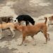 Govt Appoints Administrative Nodal Officer for Stray Dog Management in J&K