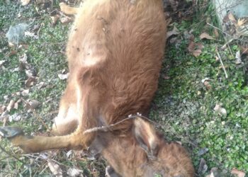 Outbreak of Black Quarter Disease Among Livestock in Karnah, Serious Concern Over Non-Availability of Vaccine