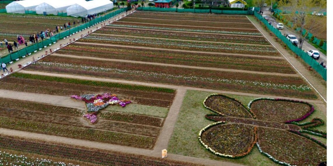 Director, CSIR-IIIM inaugurates CSIR Tulip Festival; emphasises indigenous tulip bulb production
