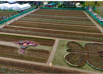 Director, CSIR-IIIM inaugurates CSIR Tulip Festival; emphasises indigenous tulip bulb production