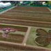 Director, CSIR-IIIM inaugurates CSIR Tulip Festival; emphasises indigenous tulip bulb production