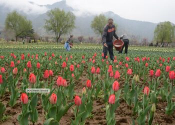 Asia’s Largest Tulip Garden 7–8 Days Away From Full Bloom, Says CM Omar After Sneak Peek