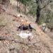 livestock Loss in Padna prada Karnah After Wild Animal Attack; Victim Appeals for Government Assistance