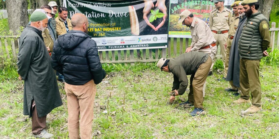 Kashmir Bat Industry Gets Green Boost as Willow Plantation Drive Gains Momentum