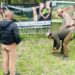 Kashmir Bat Industry Gets Green Boost as Willow Plantation Drive Gains Momentum