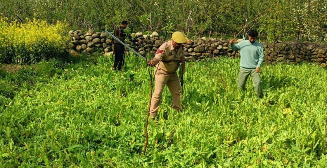 Shopian Police Uproots Illegal Poppy Crop in Sadipora; FIR Lodged Under Anti-Drug Crackdown