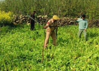 Shopian Police Uproots Illegal Poppy Crop in Sadipora; FIR Lodged Under Anti-Drug Crackdown