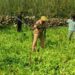 Shopian Police Uproots Illegal Poppy Crop in Sadipora; FIR Lodged Under Anti-Drug Crackdown