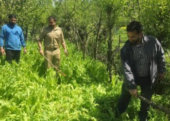 Illegal Poppy Cultivation Crushed in Dooru; Anantnag Police Registers Multiple NDPS Cases