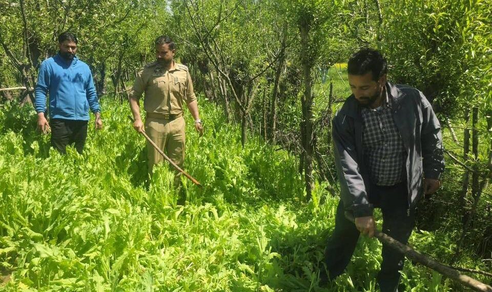 Illegal Poppy Cultivation Crushed in Dooru; Anantnag Police Registers Multiple NDPS Cases