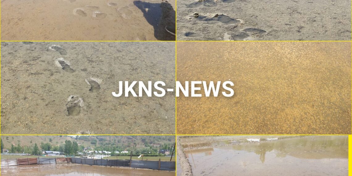 Wild Boars Wreak Havoc on Sopore Farms, Paddy Seedlings Destroyed Across Zaingeer Belt