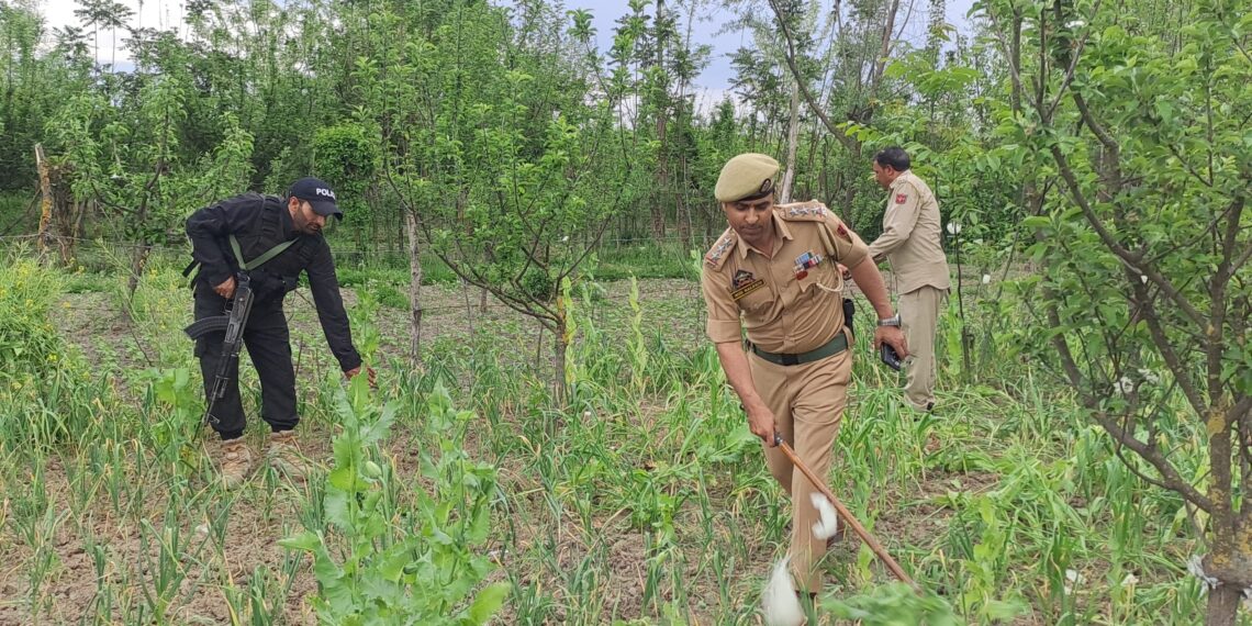 Hajin Crackdown: Illegal Poppy Crop Uprooted in Anti-Drug Operation, FIR Registered
