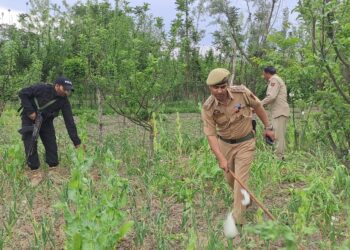 Hajin Crackdown: Illegal Poppy Crop Uprooted in Anti-Drug Operation, FIR Registered