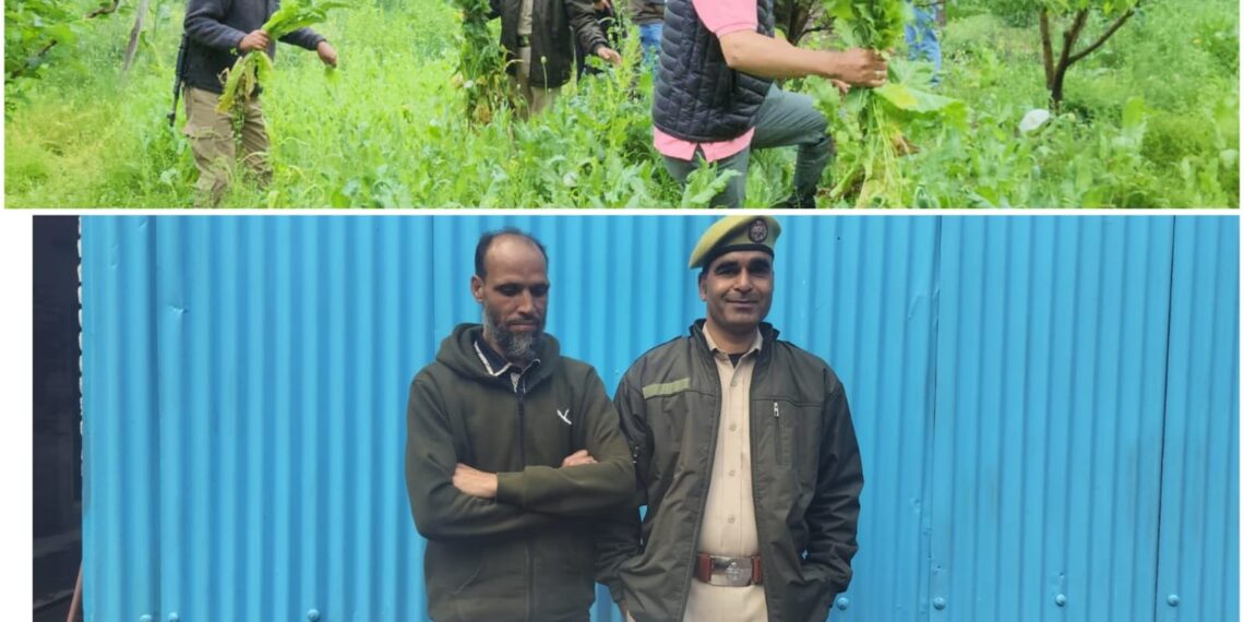 “Poppy Cultivation Crushed in Pulwama”: Police Arrest Accused, Register NDPS Case