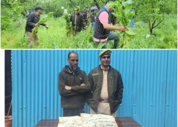 “Poppy Cultivation Crushed in Pulwama”: Police Arrest Accused, Register NDPS Case