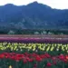 Tulip Garden Srinagar to Close for Public from April 16 Evening