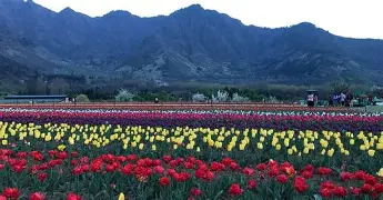 Tulip Garden Srinagar to Close for Public from April 16 Evening