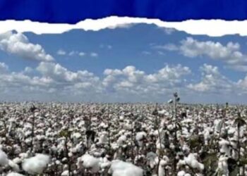 Big Push for Cotton Sector: Centre Approves ₹5,659 Cr Mission for Self-Reliance, Global Competitiveness