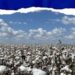 Big Push for Cotton Sector: Centre Approves ₹5,659 Cr Mission for Self-Reliance, Global Competitiveness