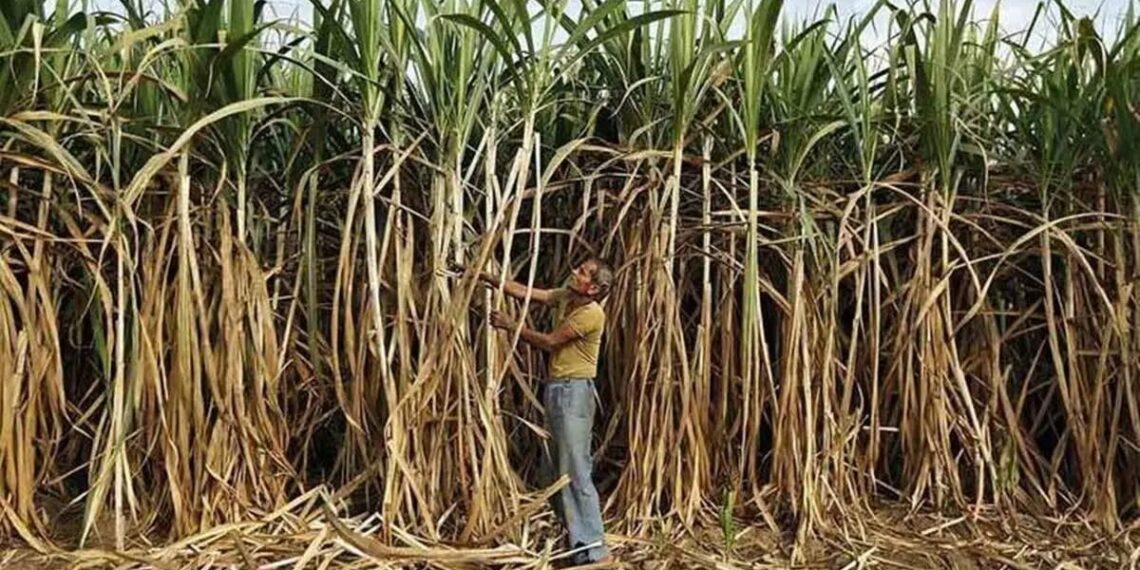 Cabinet Approves ₹365/qtl Sugarcane Price for 2026–27, Relief for 5 Crore Farmers