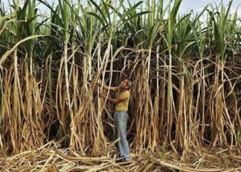 Cabinet Approves ₹365/qtl Sugarcane Price for 2026–27, Relief for 5 Crore Farmers